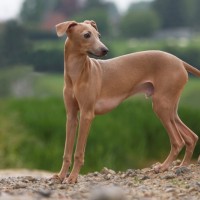 Italian Greyhoun breed dog red mini puppy